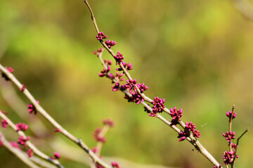 ハナズオウのピンクのつぼみ