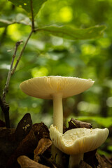 mushrooms in the forest