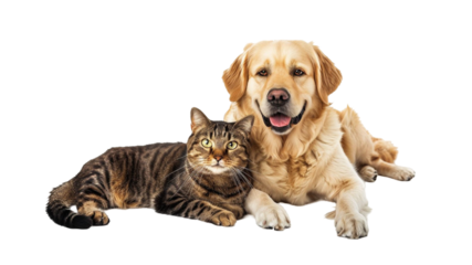 photo of dog and cat sitting together 