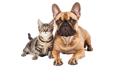 Obraz premium photo of dog and cat sitting together 