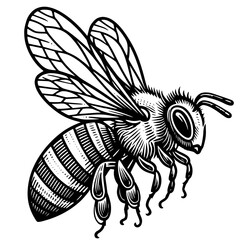 black and white bee