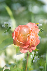 多重露光の花写真