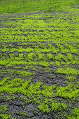 Farm pasture maintenance and refurbishment, weeds that livestock won’t eat removed and good soil added and grass re-seeded, fresh shoots of new growth
