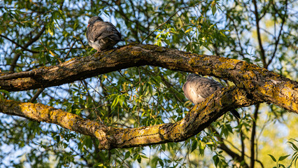 pigeons on branch