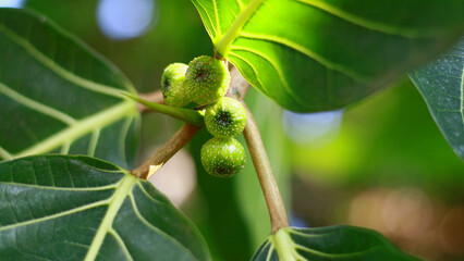 Ficus septica fruit grows on trees.