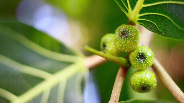 Ficus septica fruit grows on trees.
