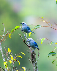 blue-gray tanager pair