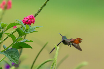 hummingbird with flower