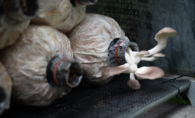Grey oyster mushroom growing from grow kits. Growing mushrooms at home can be a fun and rewarding addition to the garden.