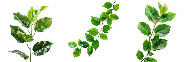 Fototapeta premium set of green leaves isolated on a white or transparent background