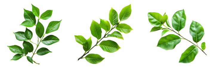 Fototapeta premium set of green leaves isolated on a white or transparent background