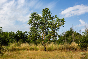 apple tree in the field