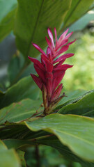 red ginger or alpinia purpurata with green leaf