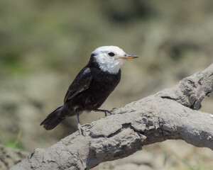 Arundinicola leucocephala