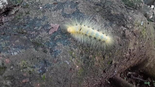 yellow caterpillars with long fuzzy hair walking on the ground