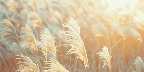Soft and dreamy pampas grass field with neutral colors.