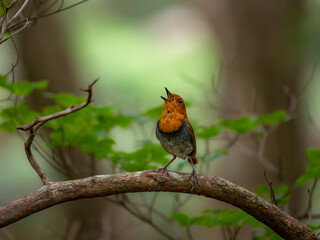 森の中で枝に留まってさえずっているコマドリの雄