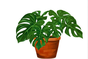 Obraz premium Monstera in a pot isolated on white background, Close up of tropical leaves or houseplant that grow indoor for decorative purpose. 