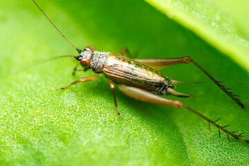 Australian Bush Cricket also known as Katydids. There are thousands of cricket species native to Australia and many remain undescribed by science.