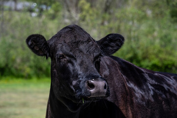 Closeup of a black Irish Dexter cow standing in a farm pasture with a piece of grass hanging out of its mouth, on a sunny day
