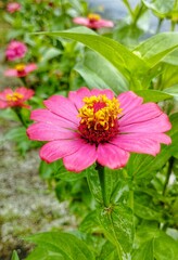 Obraz premium Close up, detail and macro of the zinnia elegans flower or zinia anggun.