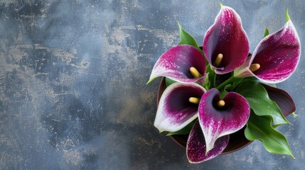 Dark purple and white calla lily plant in pot on textured background with selective focus top view