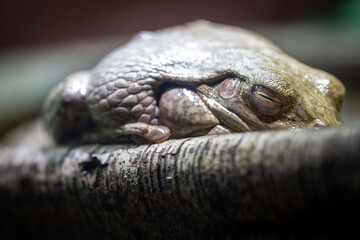 A sleepy frog blending into its natural environment on a tree branch, showcasing its camouflage skills in a macro shot