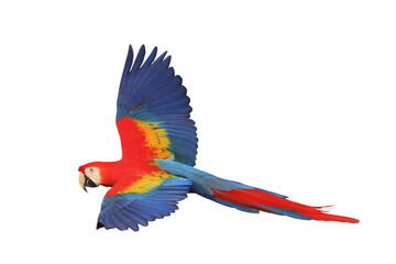 Colorful flying Scarlet Macaw parrot isolated on transparent background png file