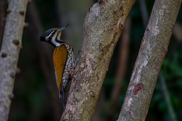 Common Flameback The back is brassy-brown, the rump is red, and the face has alternating white and black stripes running down the side of the neck. The lower body is black with white scale patterns.