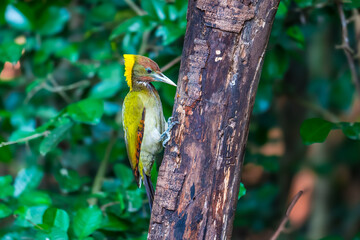 Most woodpeckers are tricky by tapping the wood to listen to the sound. That inside the larvae, which are their insects.