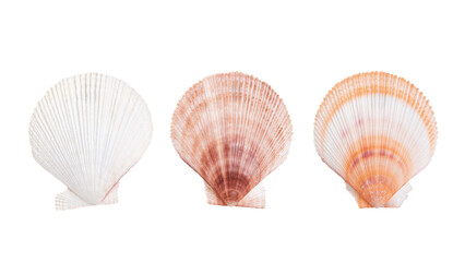 scallops sea shell isolated on white background.