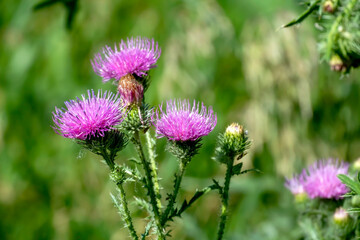 bright beautiful Pink thistle flowers