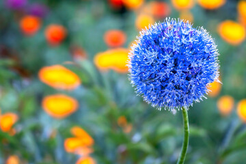 beautiful blue bright fresh flowers of decorative onion in the garden