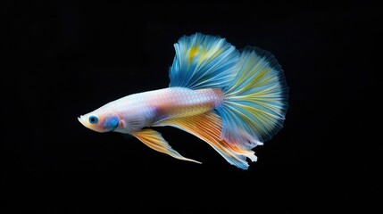 Albino blue tail ribbon fin guppy on black background