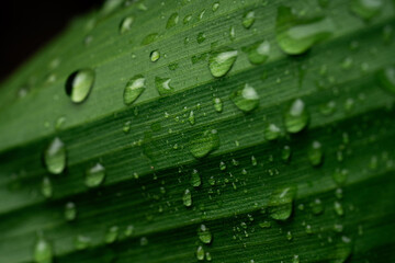 Raindrops on fresh green leaves on a black background. Macro shot of water droplets on leaves. Waterdrop on green leaf after a rain.