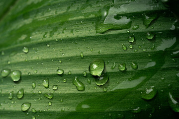 Raindrops on fresh green leaves on a black background. Macro shot of water droplets on leaves. Waterdrop on green leaf after a rain.