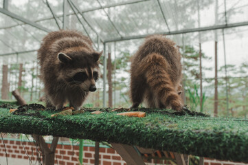 Photo of racoons in the zoo