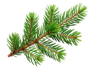 pine branch isolated on white. Png