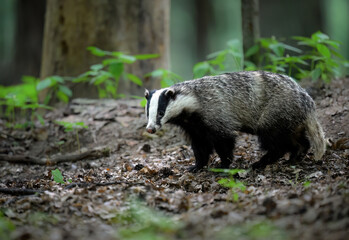 Badger close up ( Meles meles )