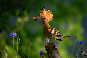 Eurasian hoopoe bird in early morning light ( Upupa epops )