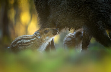 Young wild boars close up ( Sus scrofa )