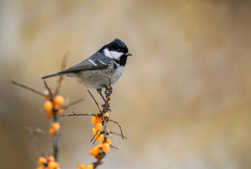 Coal tit ( Periparus ater ) close up