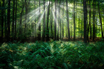 Naklejka premium Sunny morning in the forest