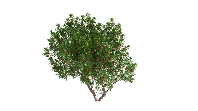 3D realistic tree isolated on white background with alpha channel to be used for architecture visualization or motion graphics.