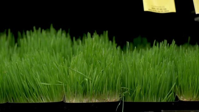 Close-up of fresh wheatgrass trays on display at a market, showcasing vibrant, healthy greens ideal for juicing and adding nutritional value to diets. High quality 4k footage