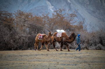 An unidentified man walking the Bactrian camels or Double humped camels in the Himalayan cold...