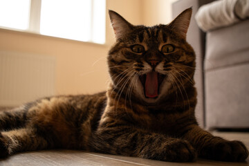 Portrait of a cat. The cat lies on the floor and yawns