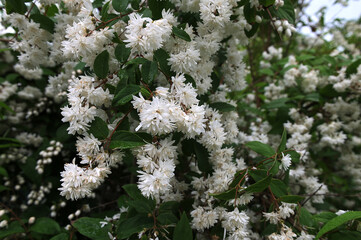 White Deutzia flowers nature in springtime