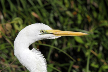 Close up of a Great Egret bird against a backdrop of green foliage