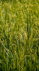 Paddies fields in the farmland, Garut, West Java, Indonesia	